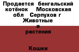 Продается  бенгальский котёнок  - Московская обл., Серпухов г. Животные и растения » Кошки   . Московская обл.,Серпухов г.